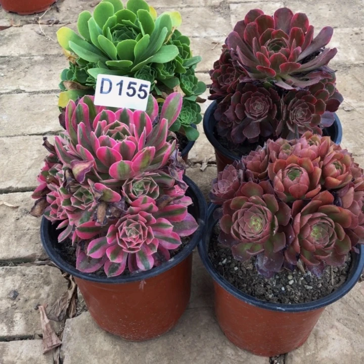 喵***咪法师多肉植物组合155