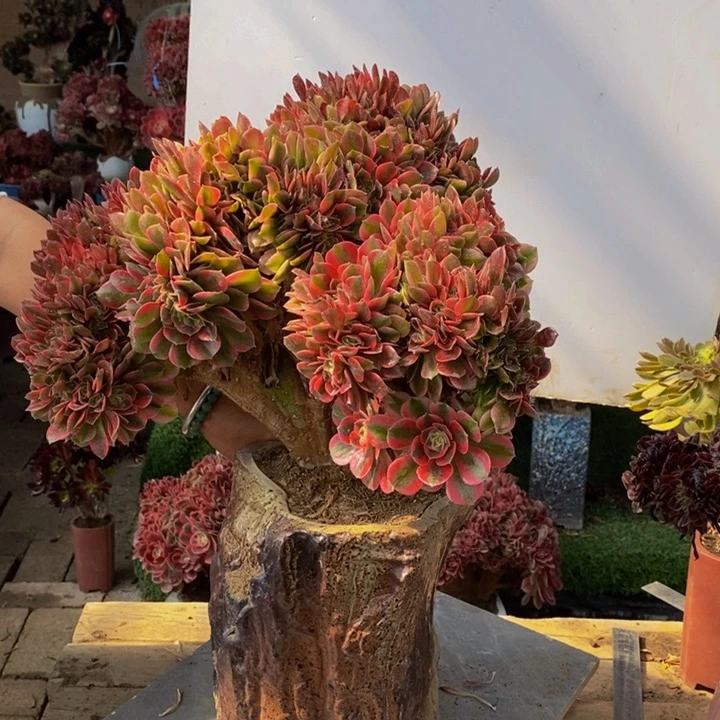 香妃缀化多肉1颗多肉