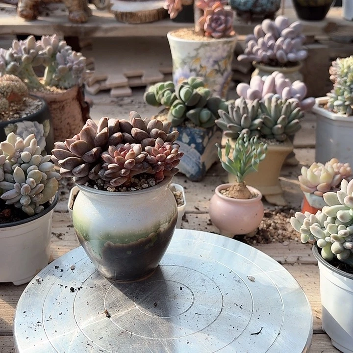 云bxhchunjxkcjcjchc309