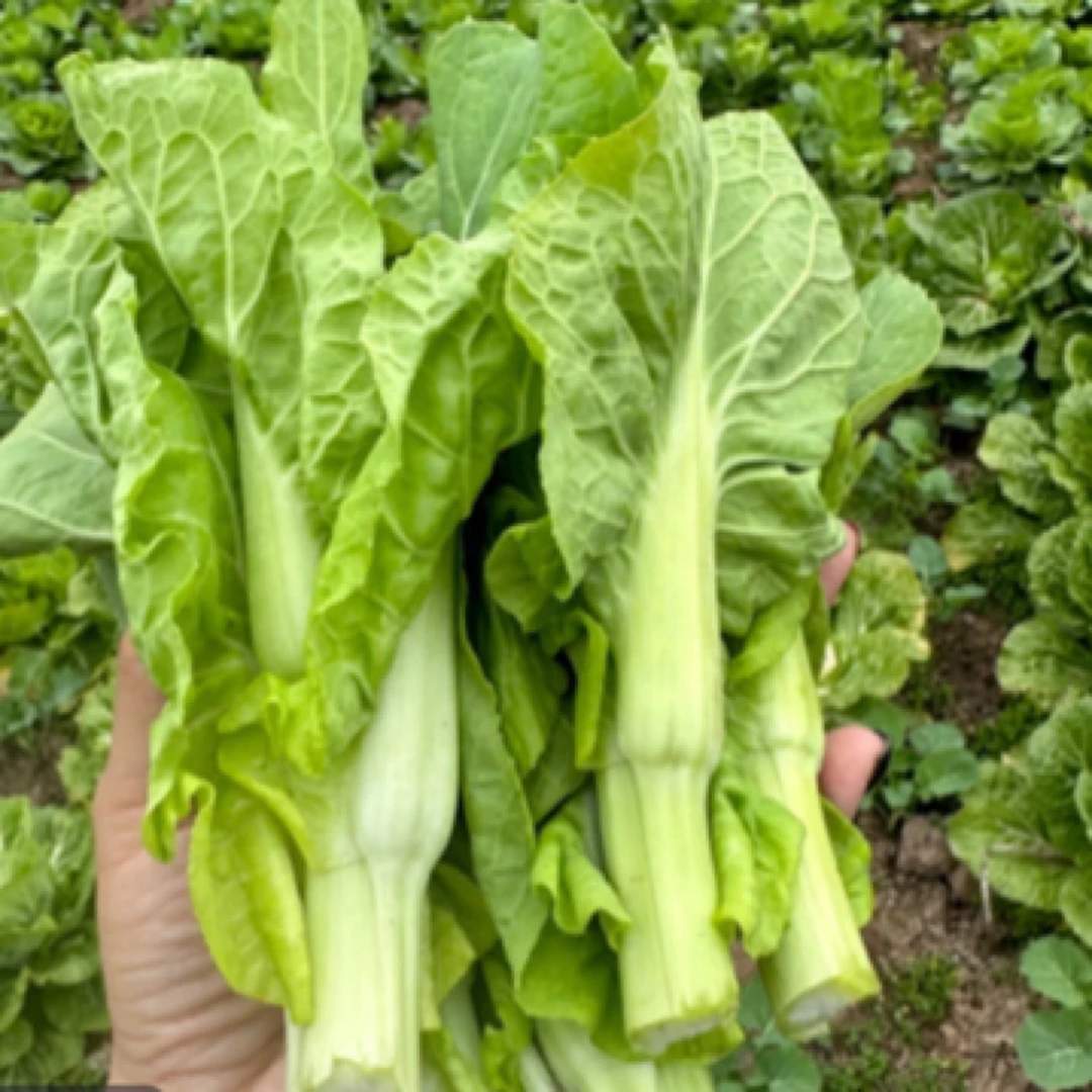 湖南湘西农家自种白菜苔