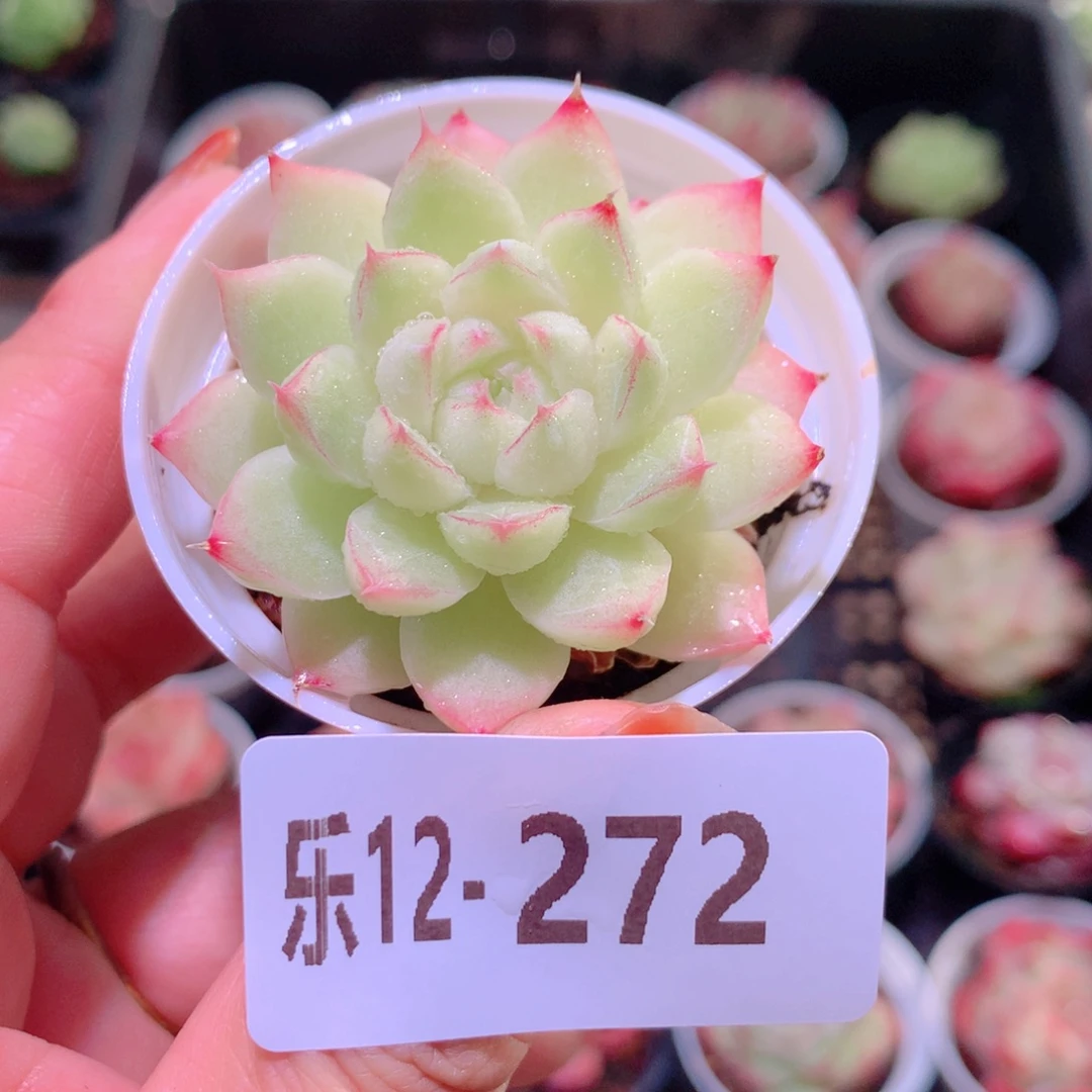 乐然12-272 女王玫瑰