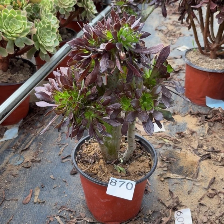 黑缀多肉植物不包损870