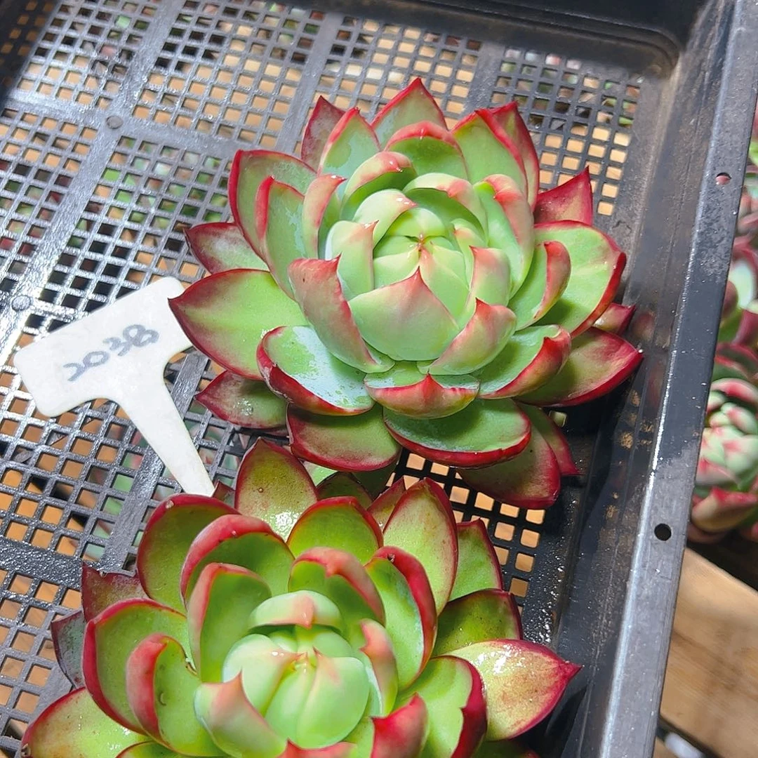 惊鸿仙子两颗2038号