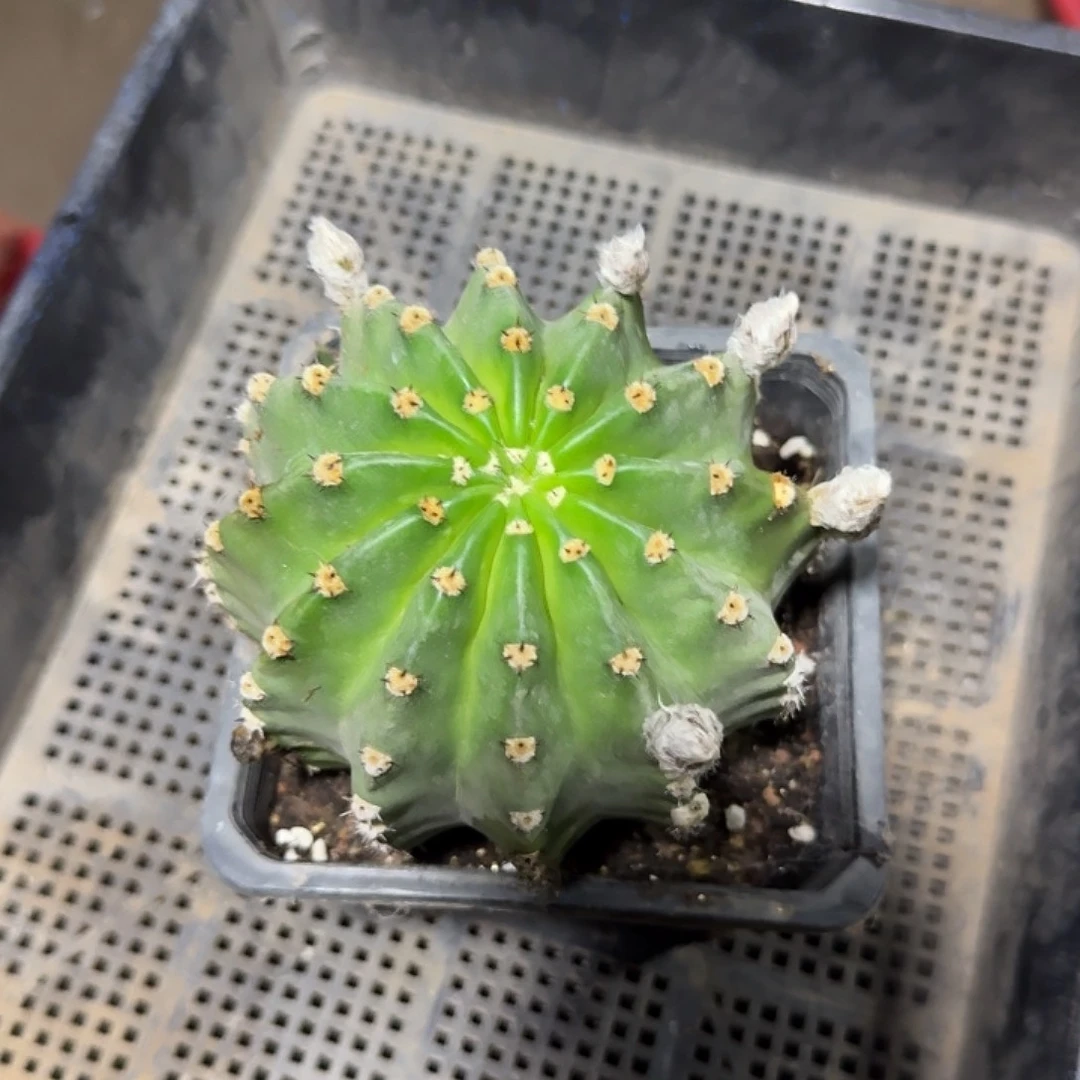 跟***虫实生彩草一颗短刺大球