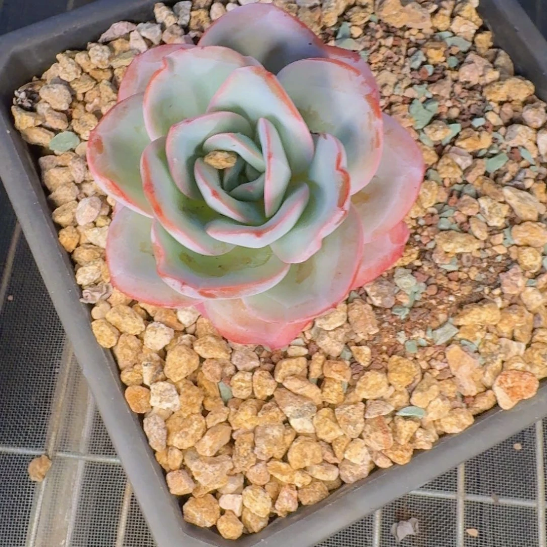 犇***检多肉植物和植物的生长