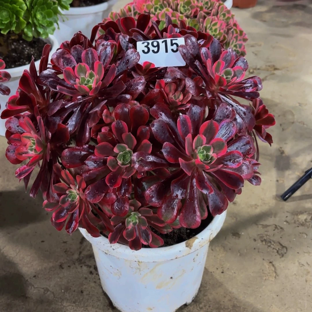 /***/无花朵3915蒙娜丽莎1111111