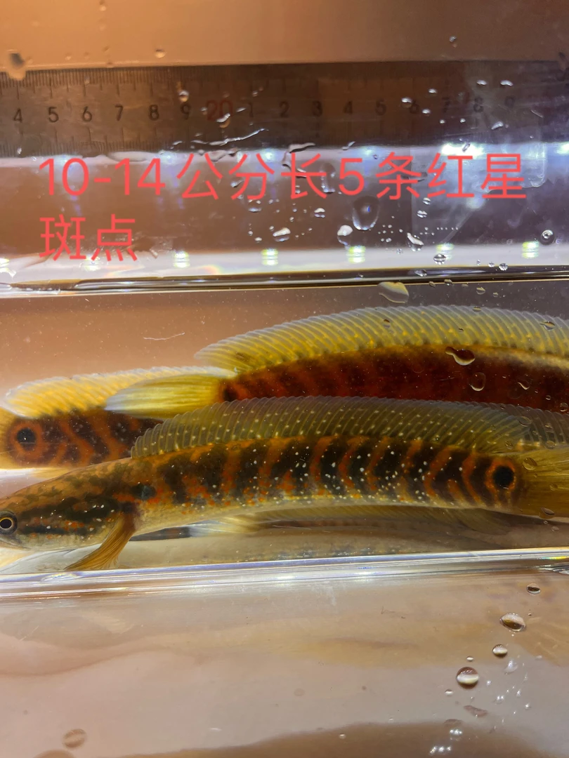 红月原生态12-14公分七星雷龙鱼 5条装