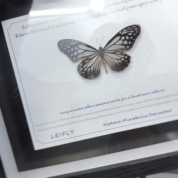 豫***七蝴蝶标本定制273@