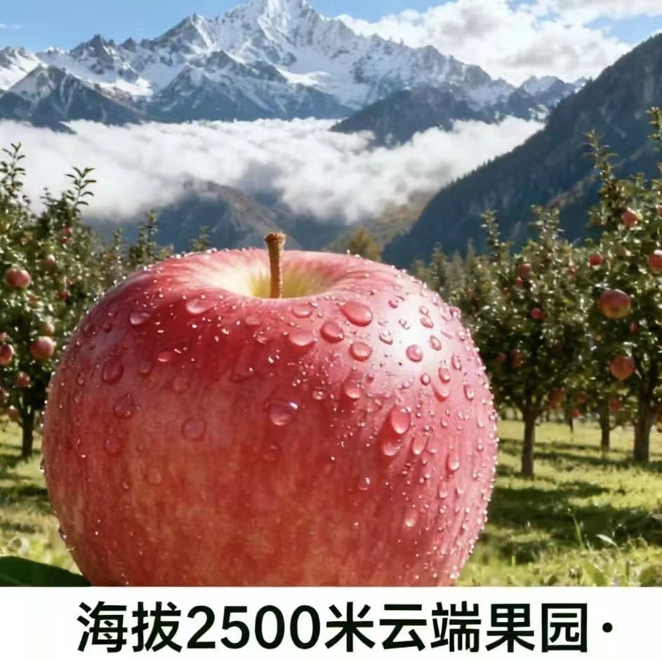 雪山苹果（大果）新鲜脆甜多汁产地直发水果