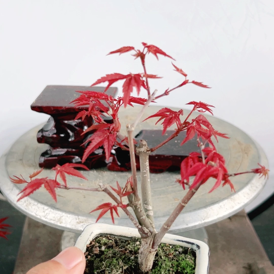 眉***疏无花朵枫树……枫树