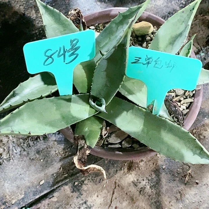 【闪购商品】无花朵龙舌兰麦格娜