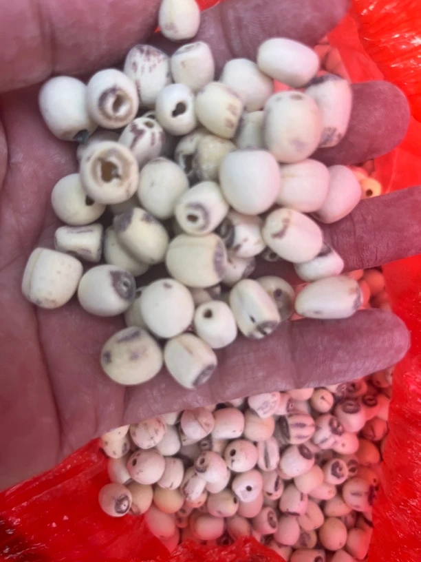 云南普者黑莲子250克