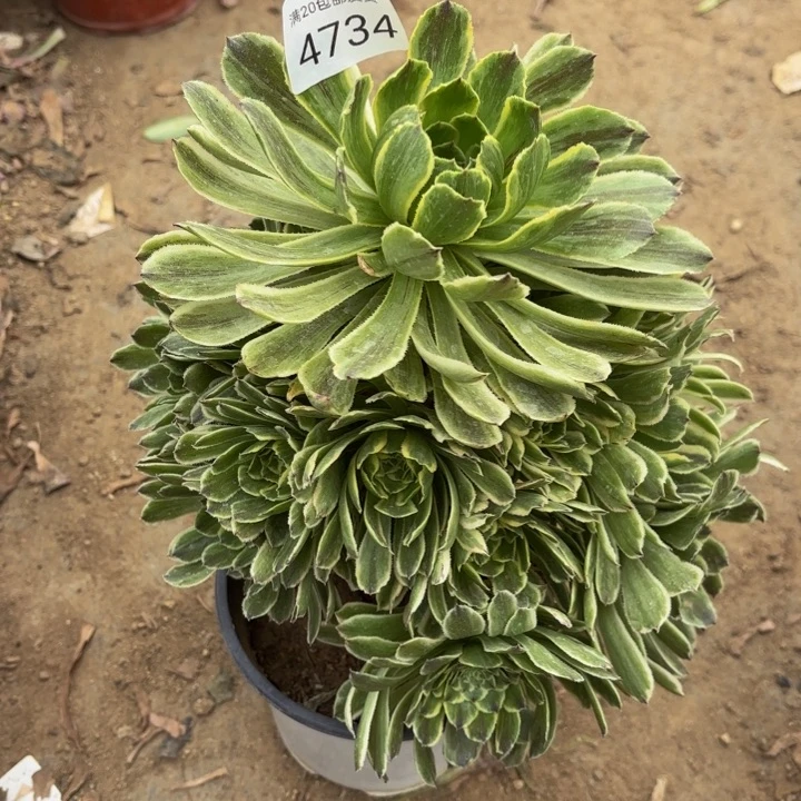 碧浪多肉法师4734