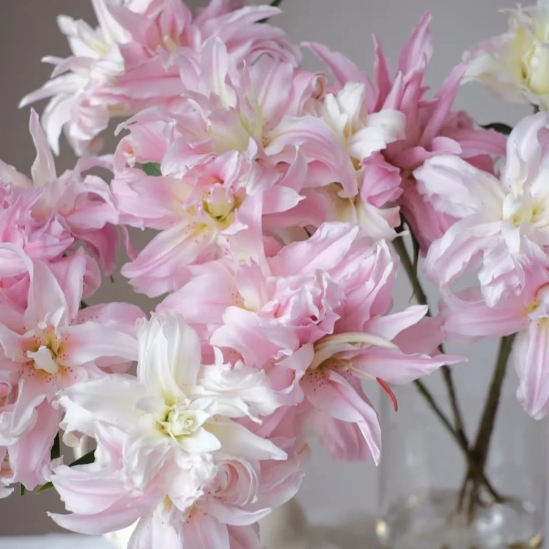 【全疆顺丰包邮】伊莎贝拉重瓣百合 居家生活鲜花