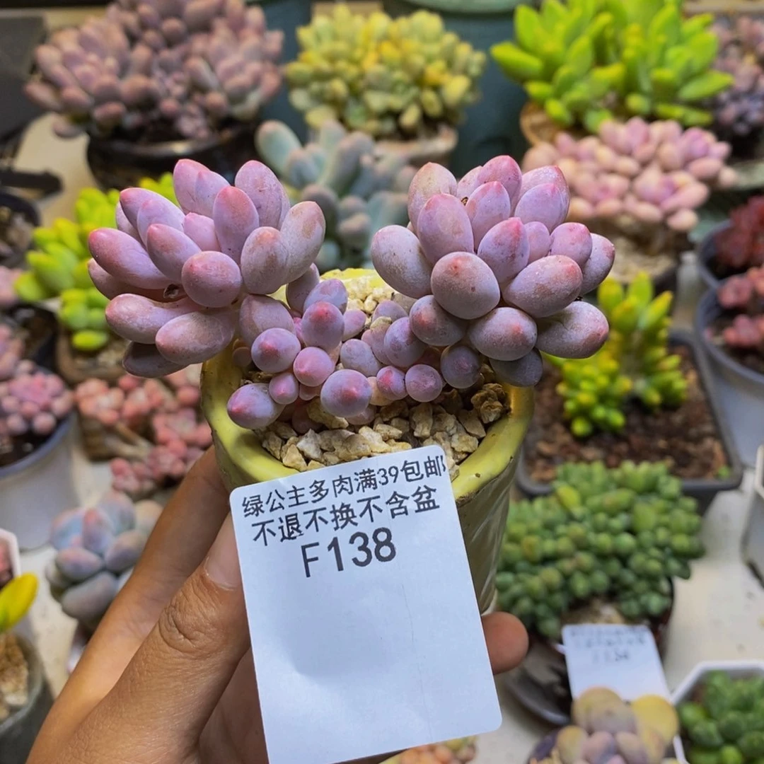 138香水手指奶多肉7cm