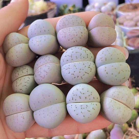 无花朵0942，2厘米左右如图