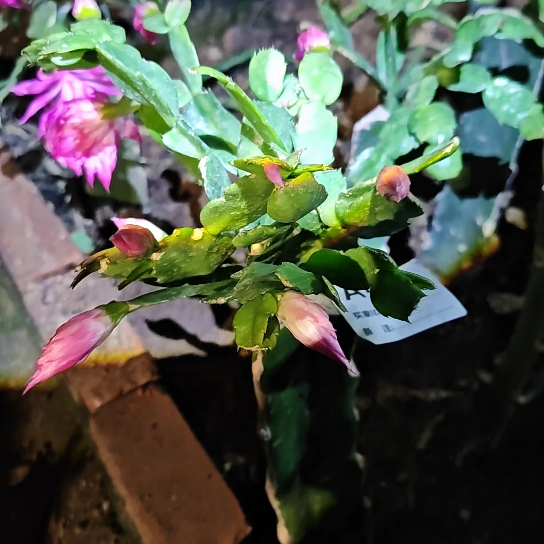 054粉重脱土脱盆易掉芽416