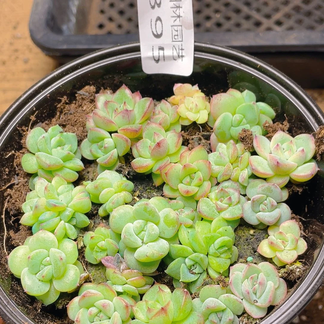 多肉植物多肉植物395