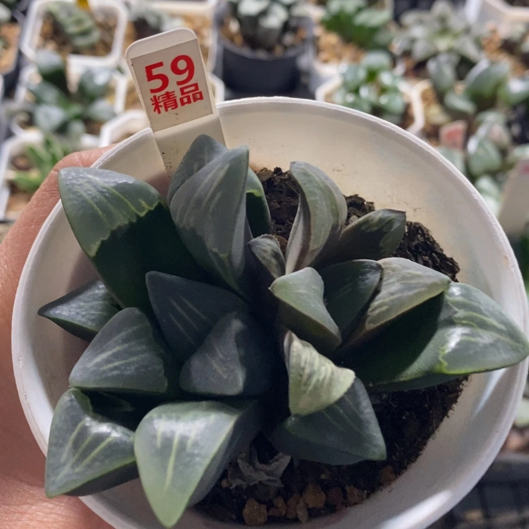 不开花植物59物之喷泉