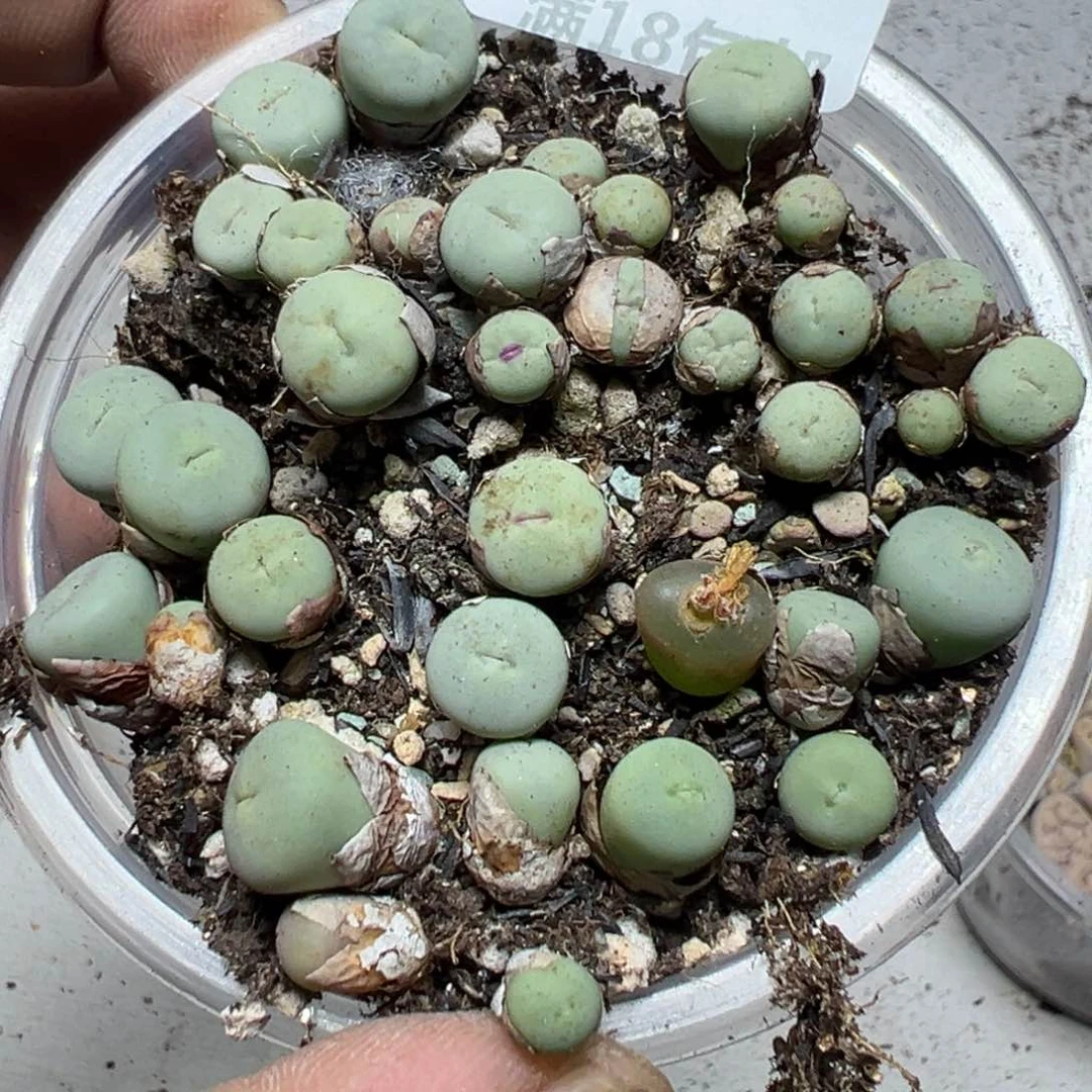 【闪购商品】 671.