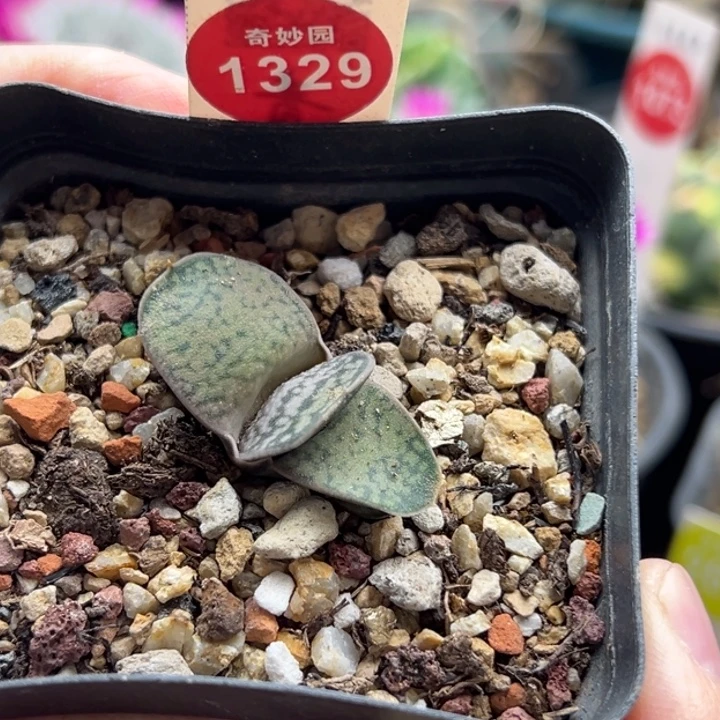 恐龙卧牛一棵66808