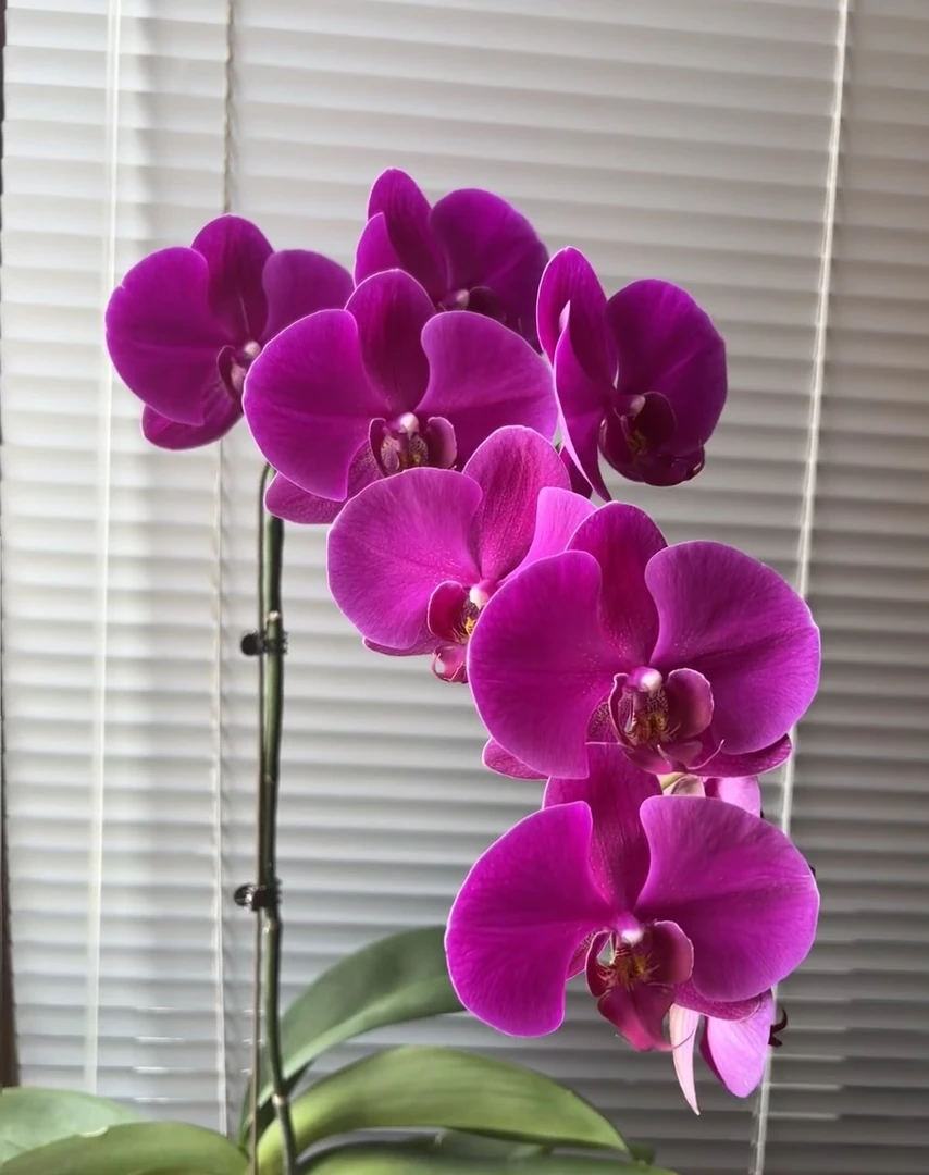 蝴蝶兰 2.8寸满天红/大辣椒花后苗不带花剑不带花 任意凑两颗包邮