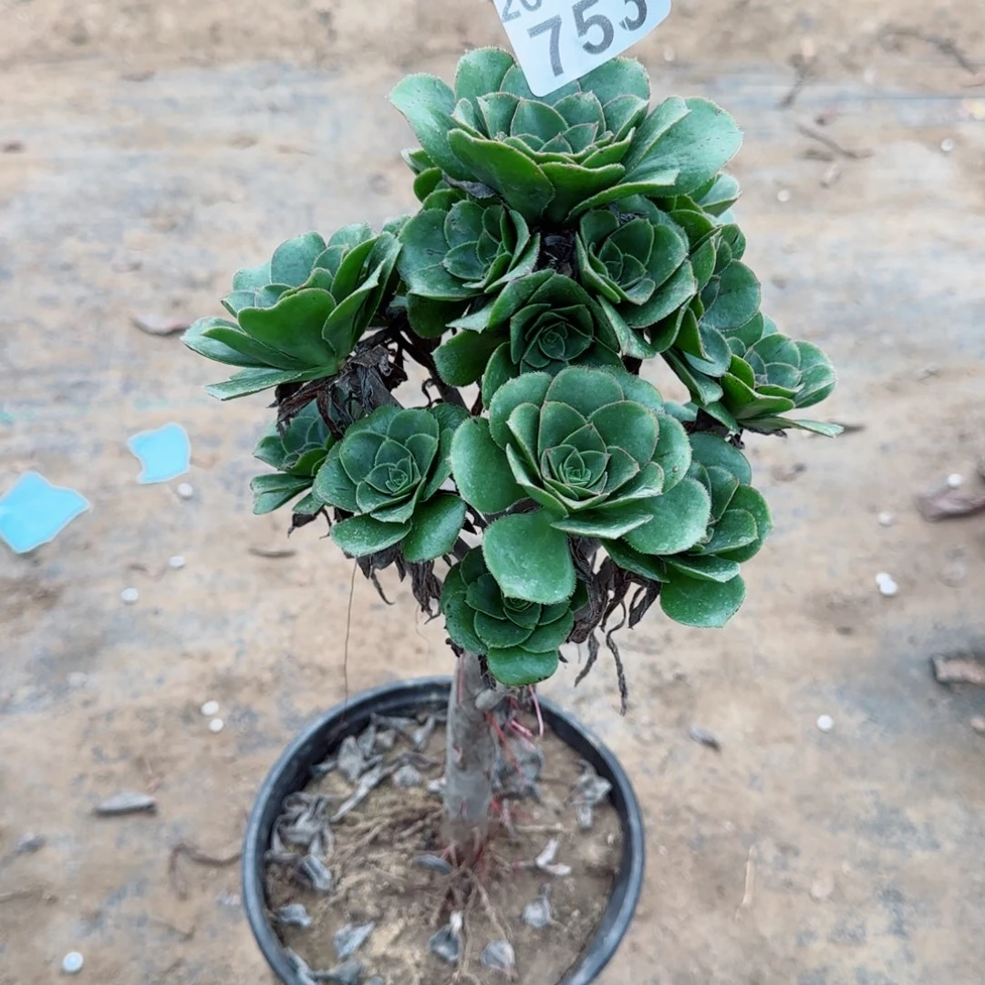 青苹果753满20包邮断枝不包