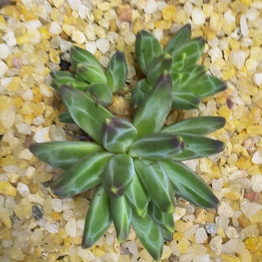 黑珍珠 3头 一物一拍