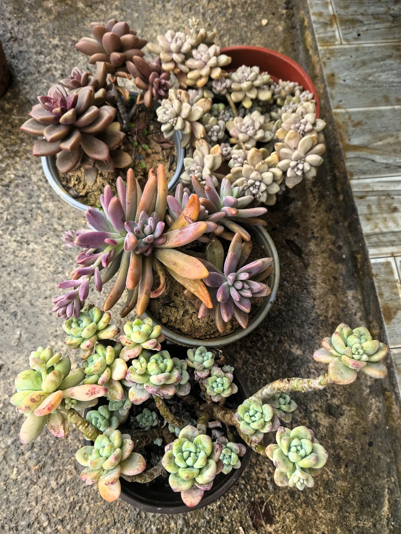 多肉植物绿植盆栽老桩组合室内装饰