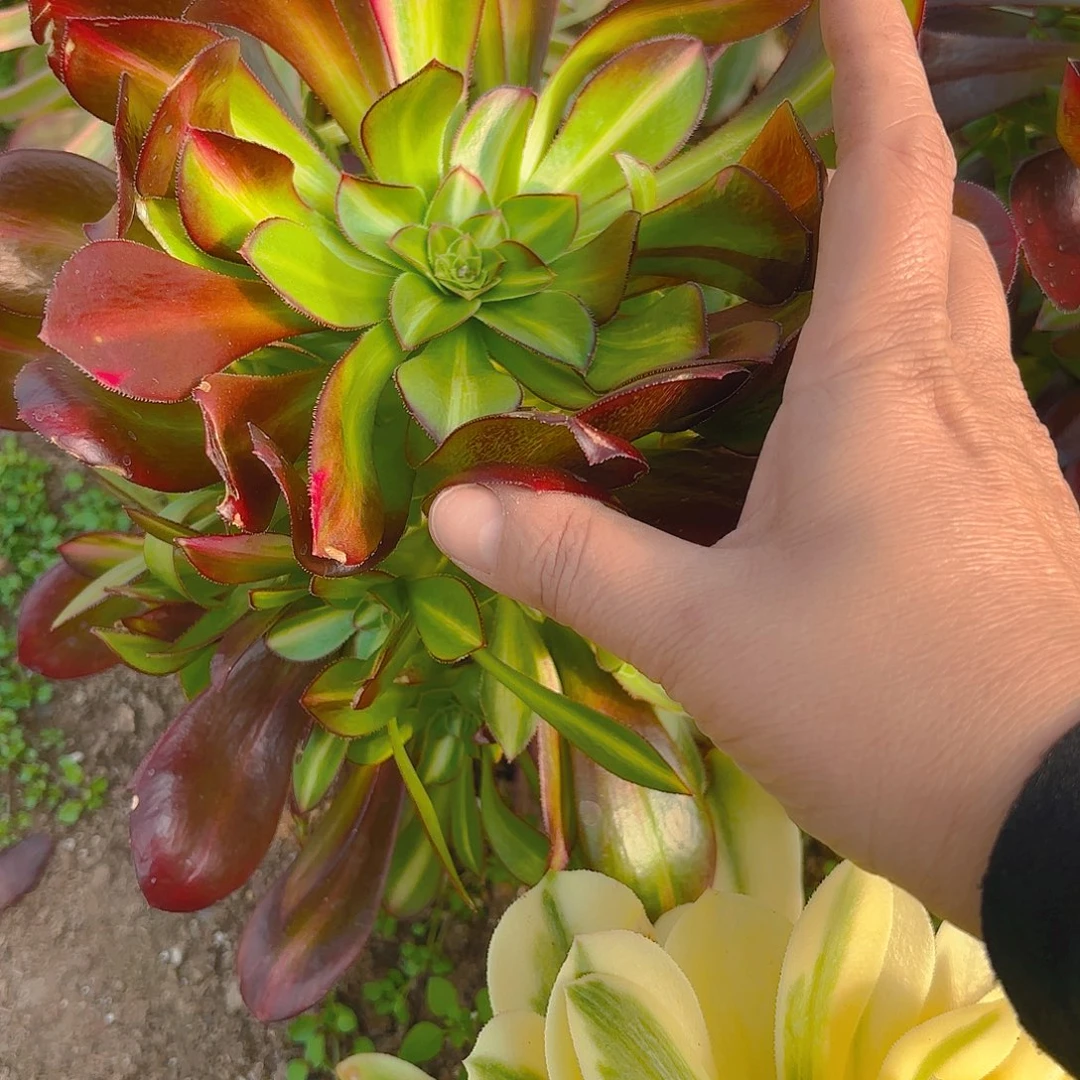 晚霞多肉植物手捧