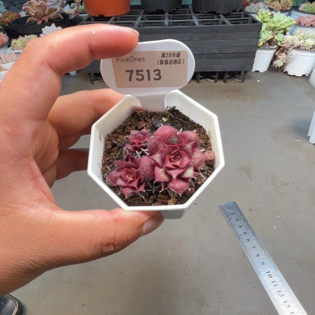 7513罗西玛4.5厘米