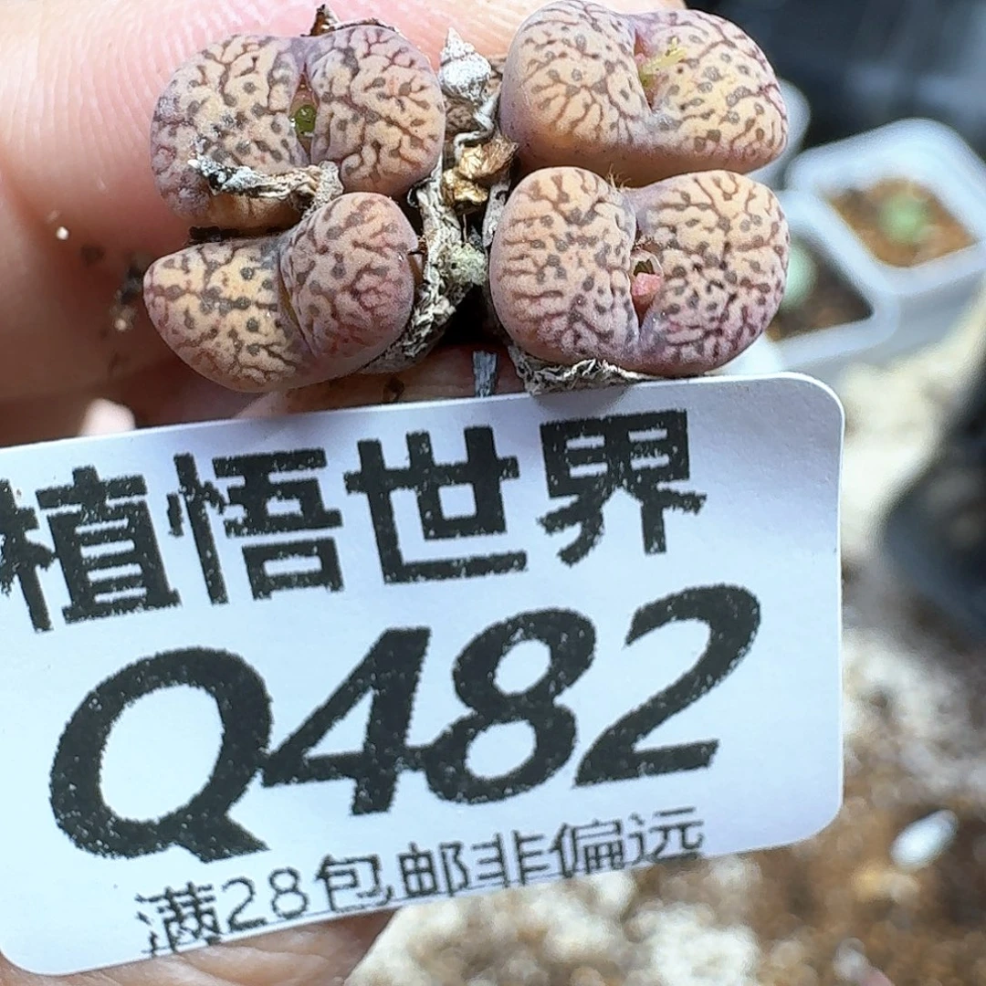多肉植物的润泽法cc