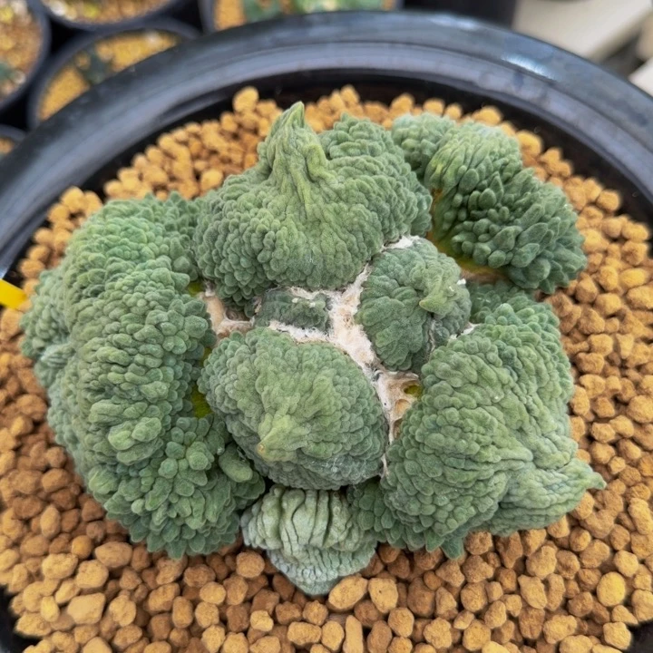 河豚怒9.2的尤宽像小包子