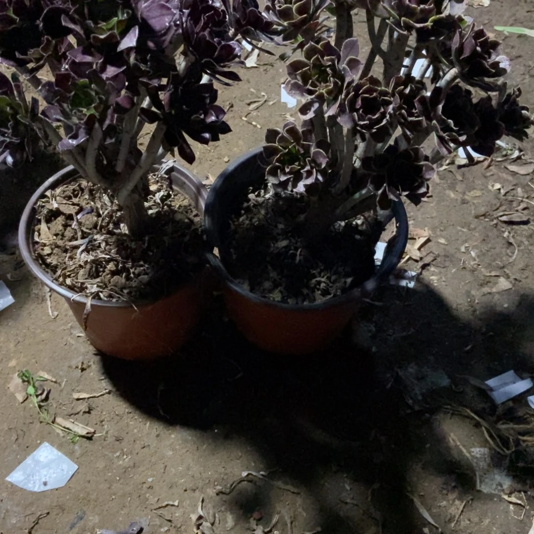 无花朵13号链接两颗小豆豆法师