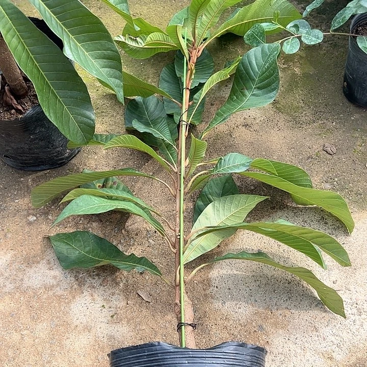 佳***喜天使158006479984346