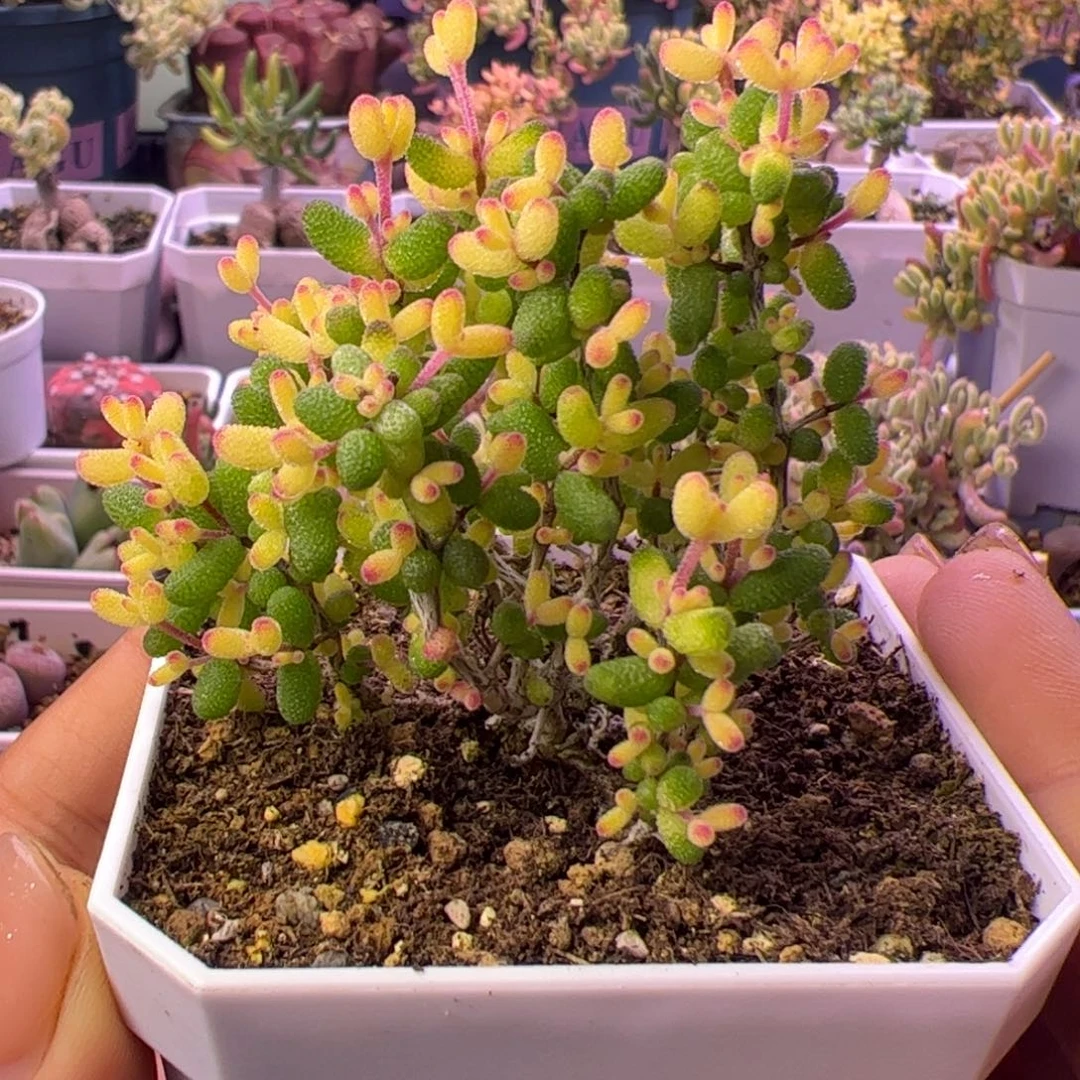 097多肉植物枝干假飞机猪