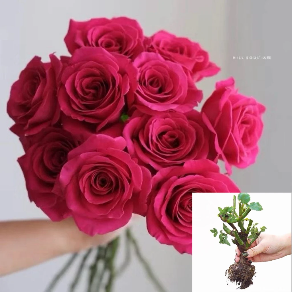 【佛洛依德】玫红色玫瑰花苗大花浓香四季开花卉盆栽切花月季耐寒