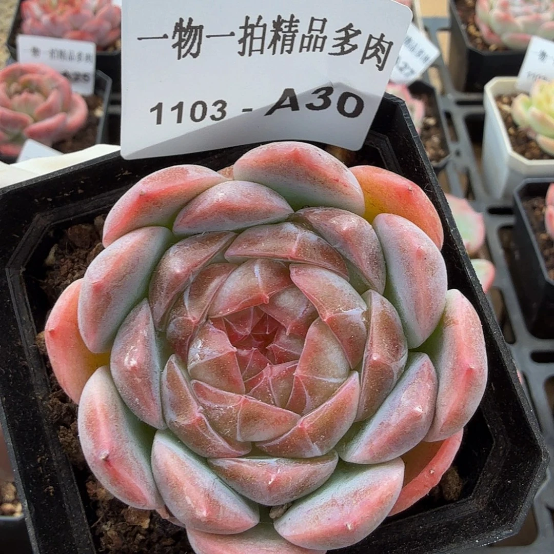 1103-A30单颗多肉珍妮