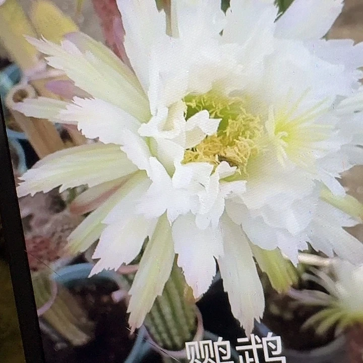 鹦鹉侧芽高8公分毛花柱仙人球（20包邮