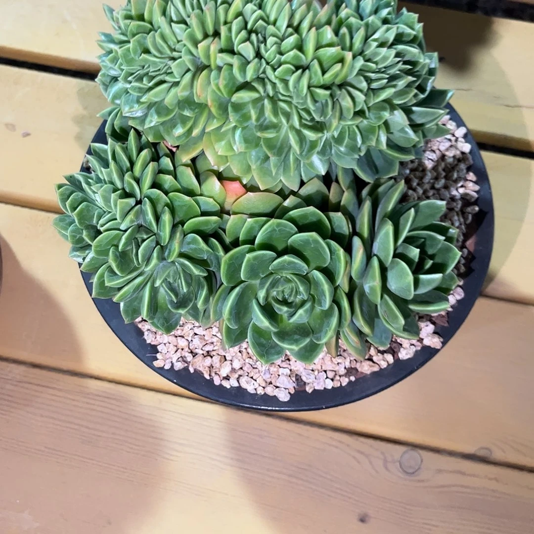 翠鸟缀化多肉植物链接