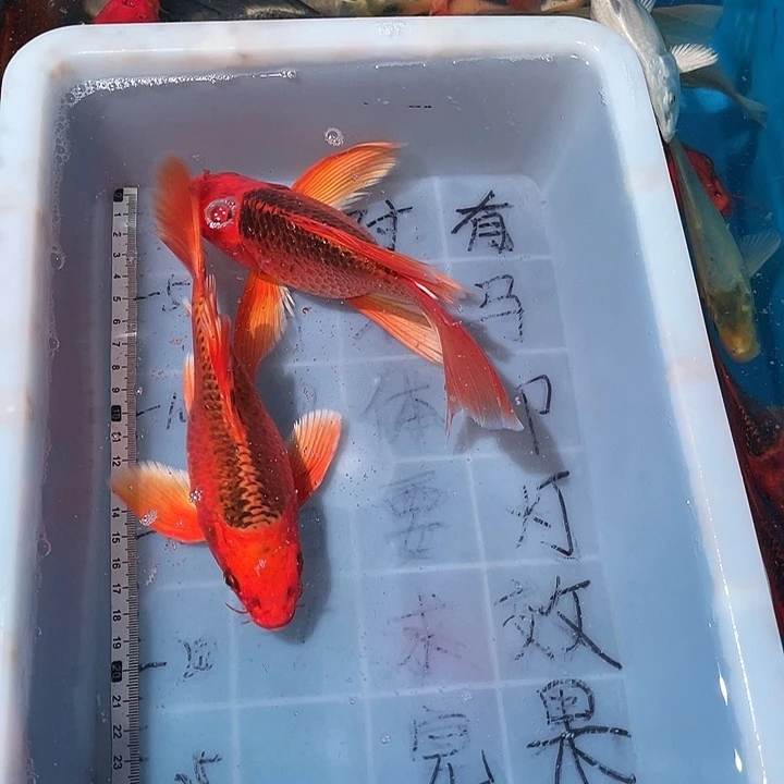 蝴蝶鲤鱼渔场直发54
