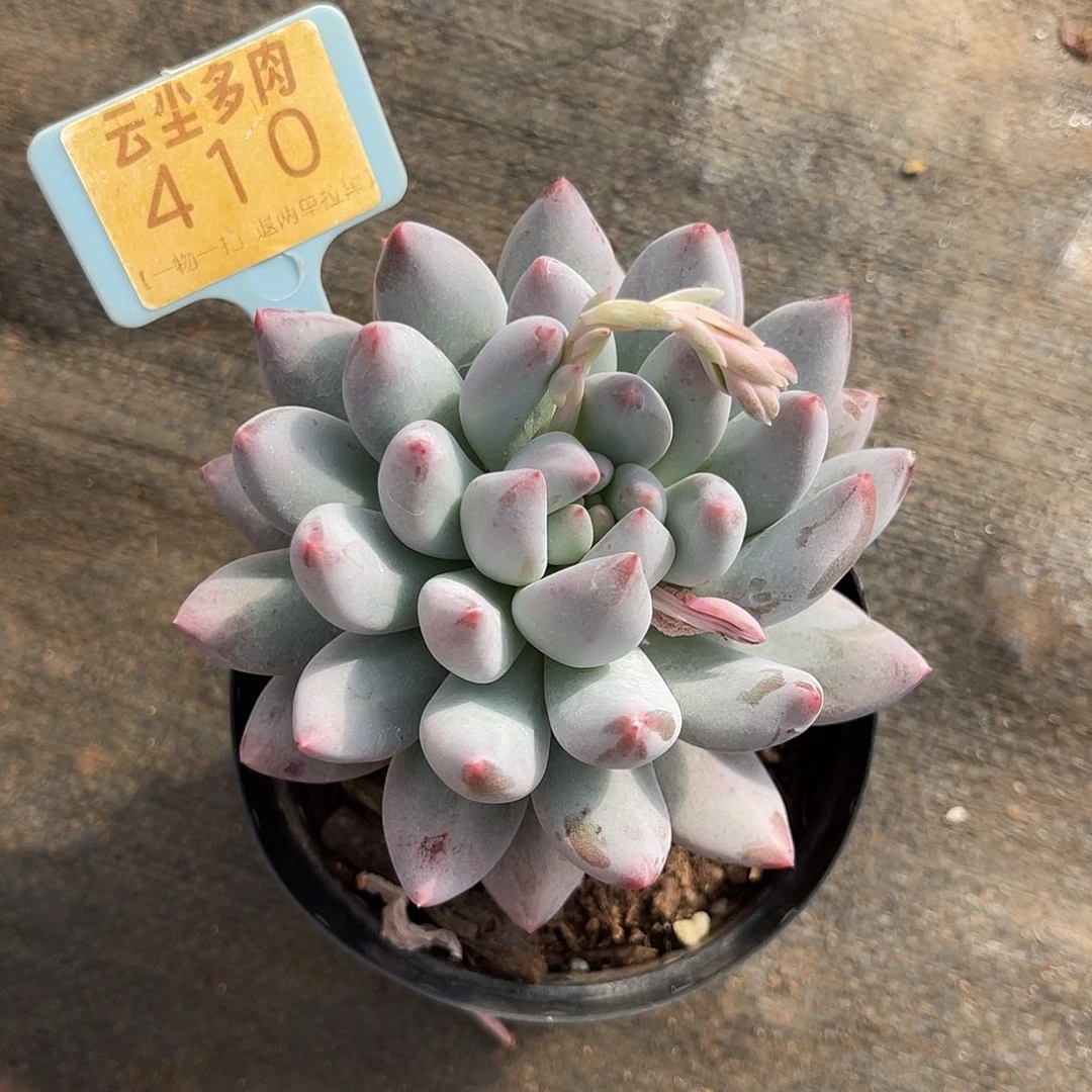 云尘多肉一物一拍 410,