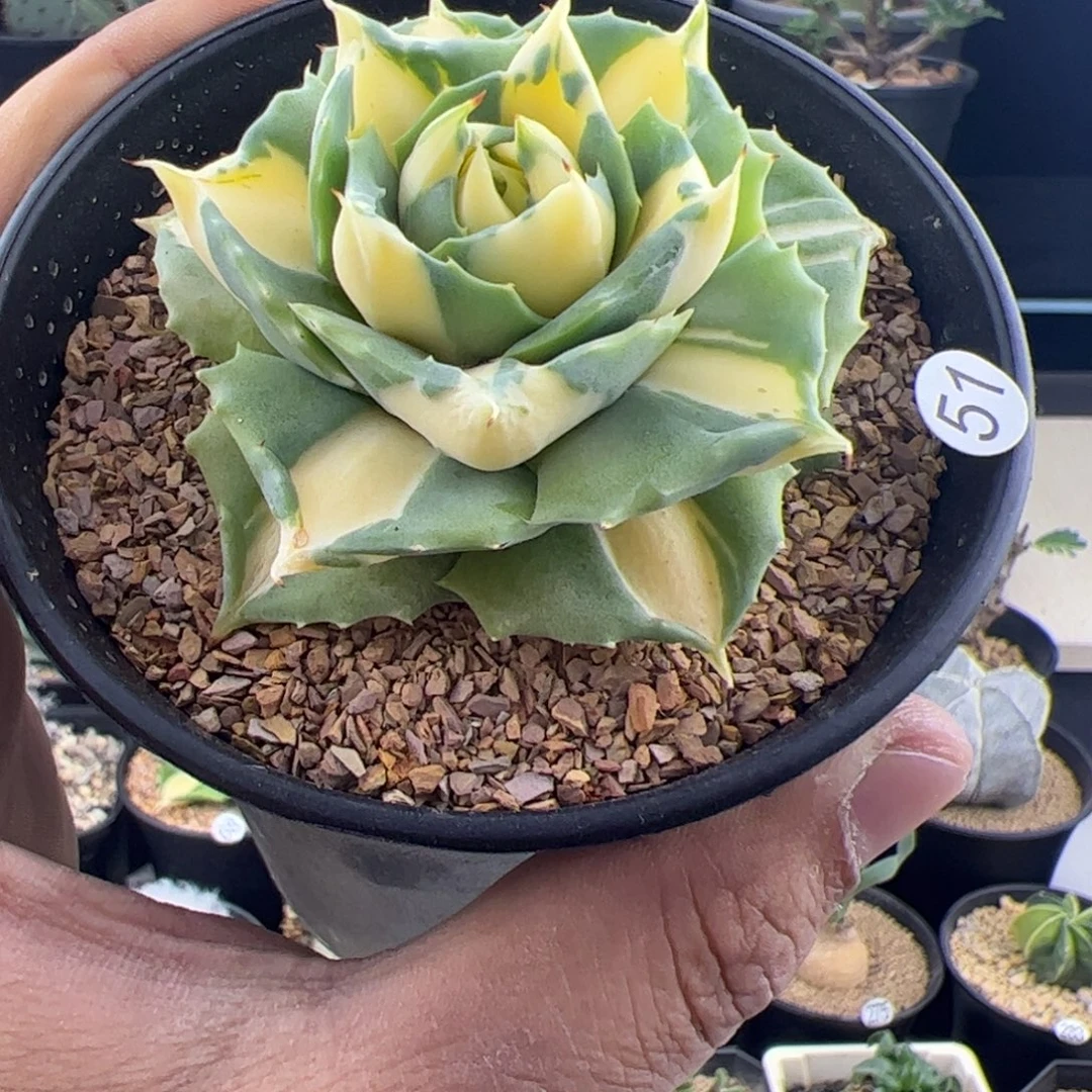 厚叶黄中斑龙舌兰一物一拍