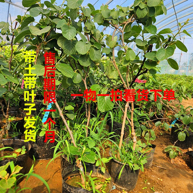 徐香等猕猴桃大苗爬藤果树