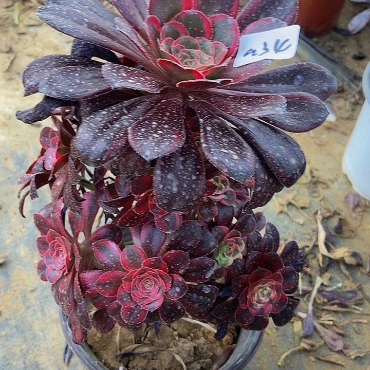 丽娜小妖桩多肉34多肉不包断裸根