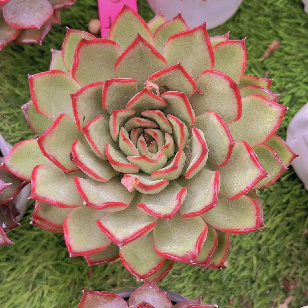 单头2号8888888888888888