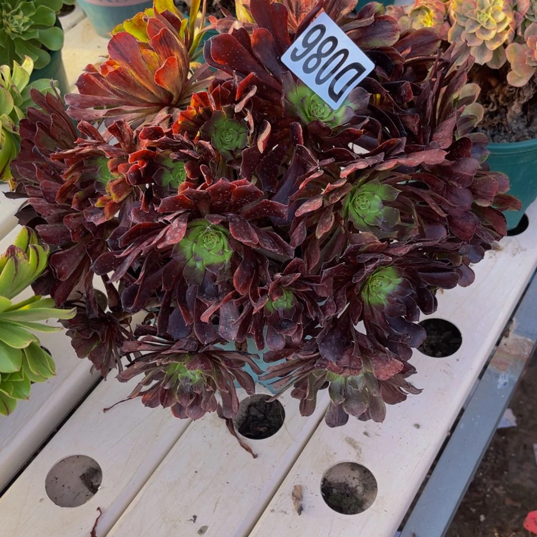 梅花法师7//////44