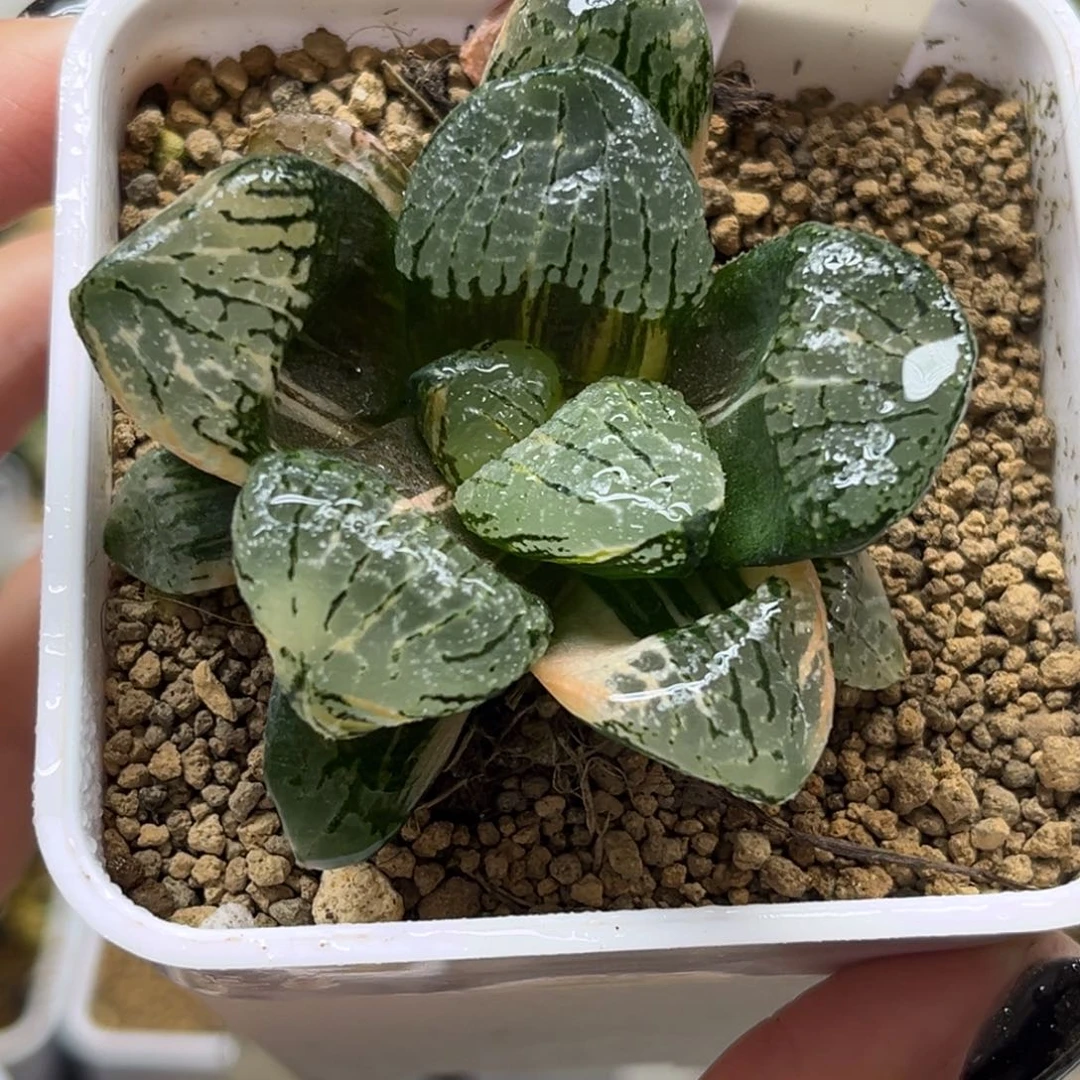 45巨大丸叶万华镜锦福利专场