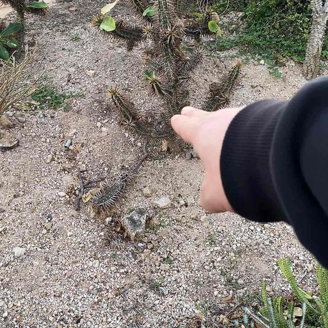 简***单喷火龙一颗。