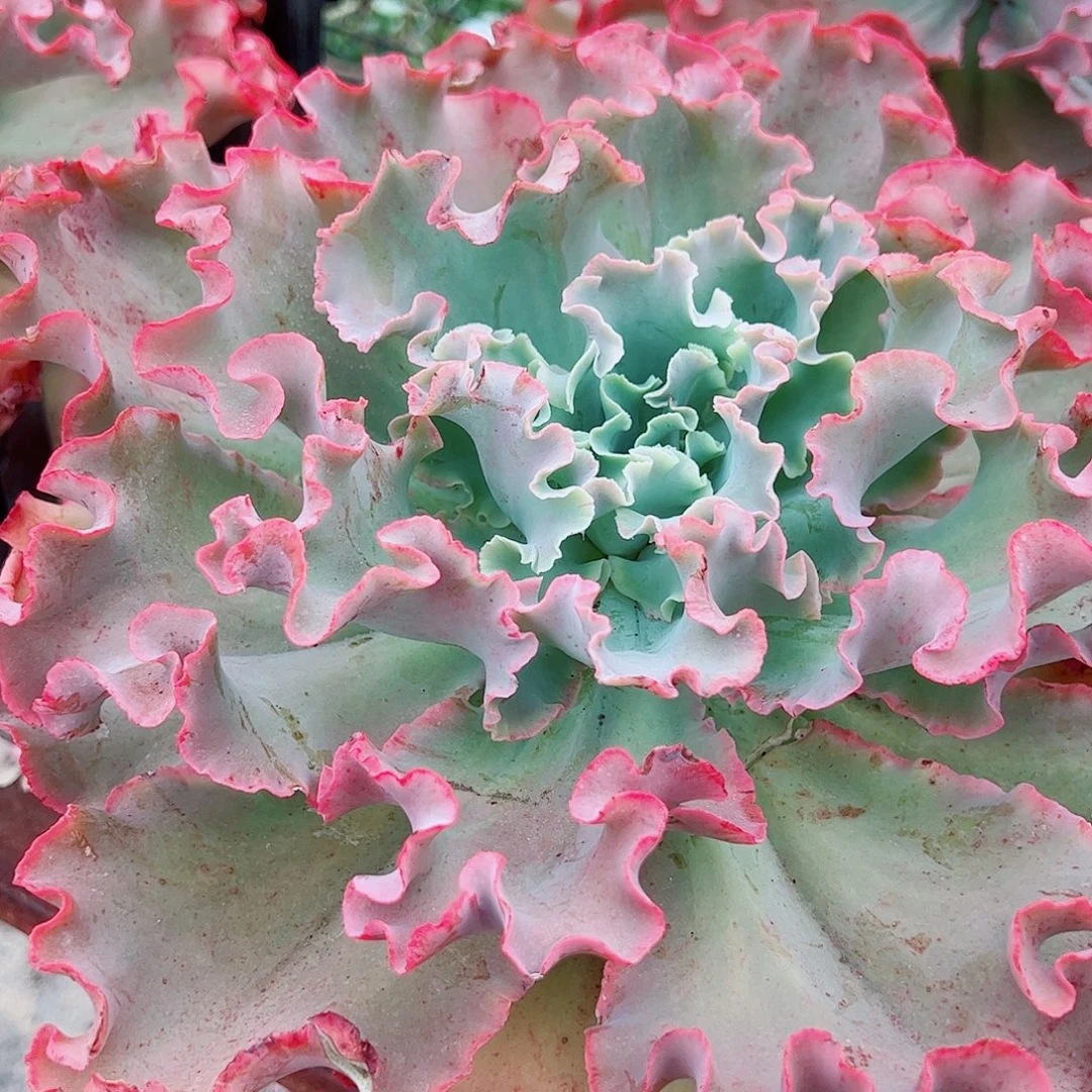 高莎之翁特大大包菜